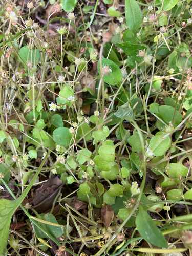 Ivy-leaved Saxifrage (Saxifraga hederacea)
