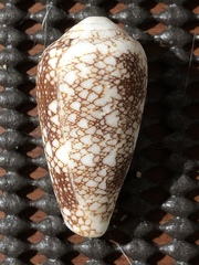 Conus omaria