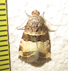 Pseudozarba bipartita