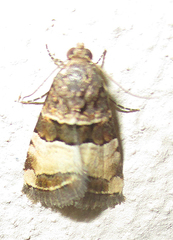 Pseudozarba bipartita