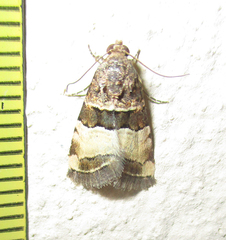 Pseudozarba bipartita