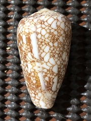 Conus omaria