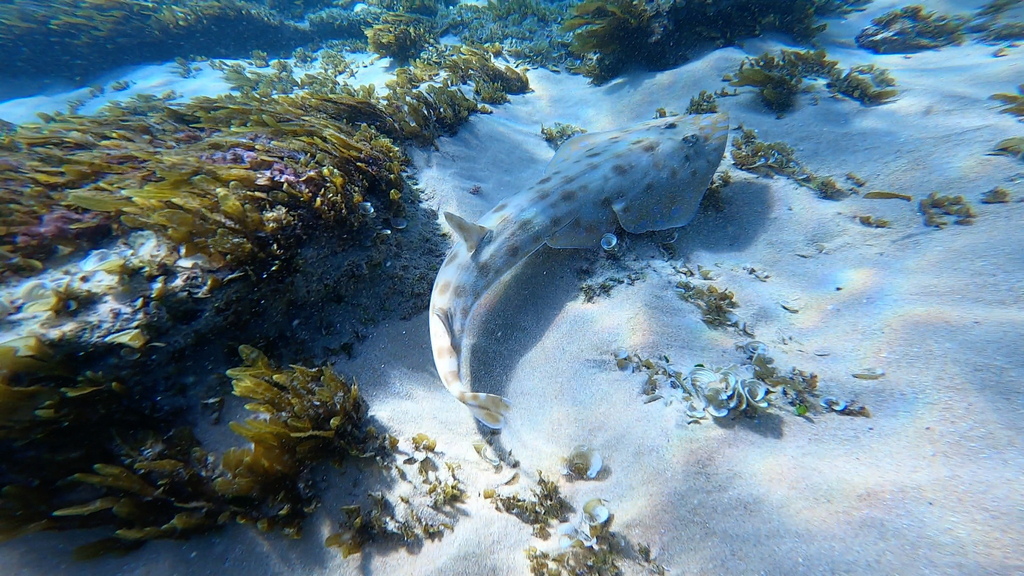 Greyspot Guitarfish