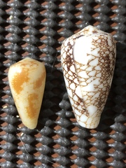 Conus omaria