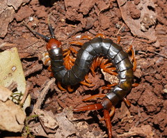 Cormocephalus westwoodi