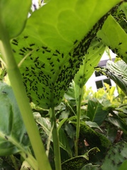 Sepsidae