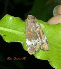 Hampsonodes