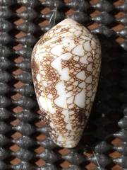 Conus omaria