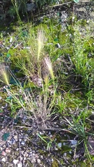 Hordeum jubatum