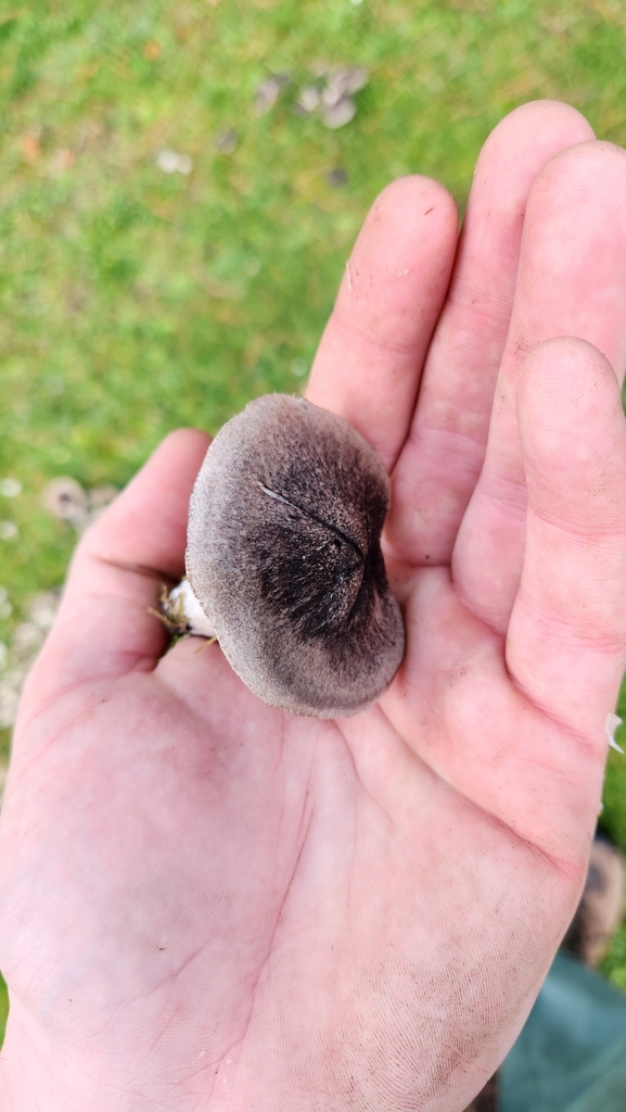 Tricholoma terreum · June 2025 · photo: © squidney8 (iNaturalist, cc0)