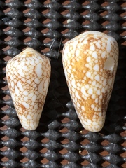 Conus omaria