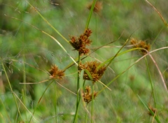 Cyperus glomeratus