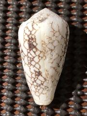 Conus omaria