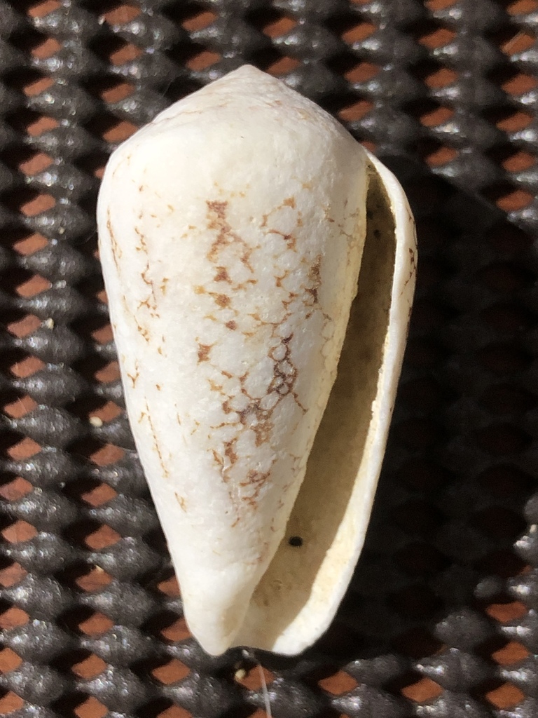 Omaria cone