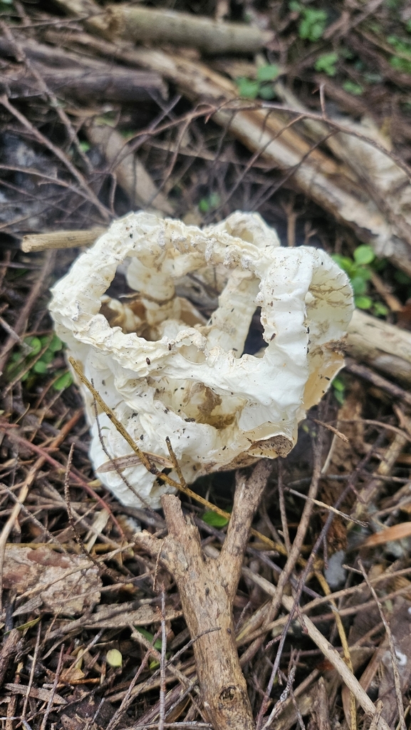 Ileodictyon cibarium · May 2025 · photo: © charliethomas (iNaturalist, cc0)