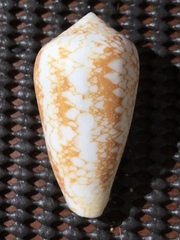 Conus omaria