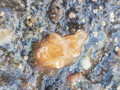 Molgula manhattensis