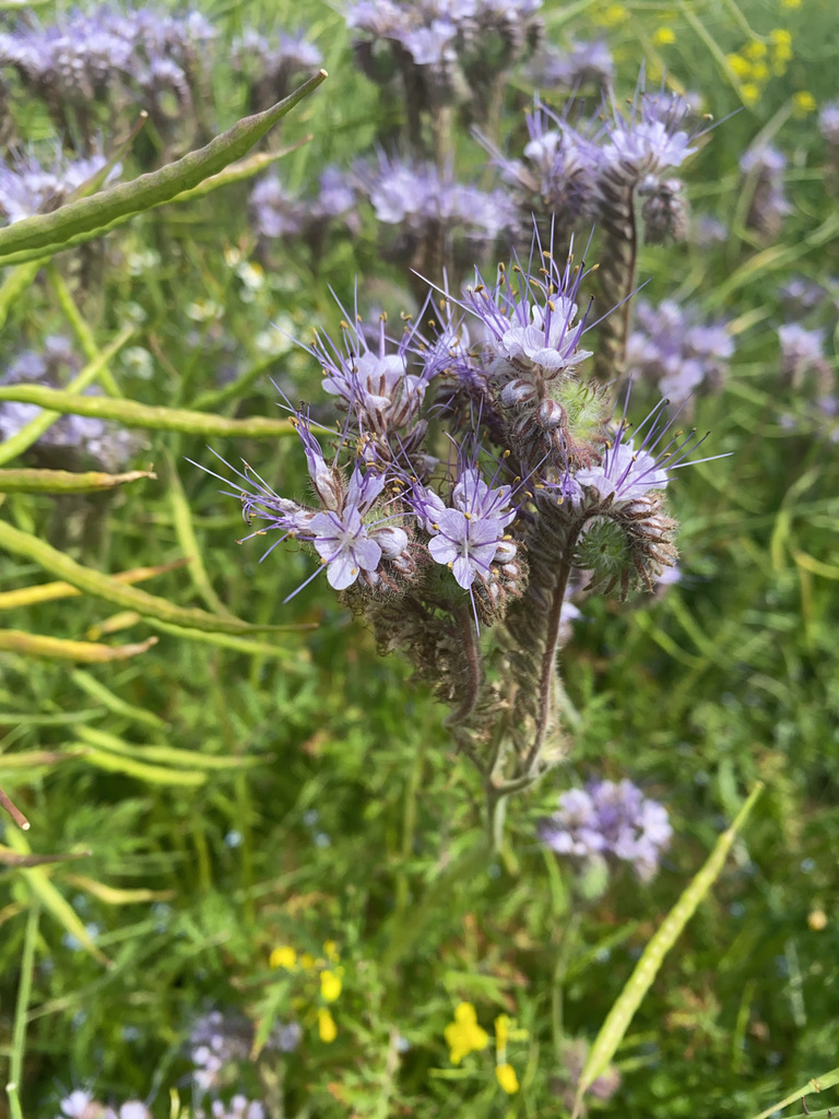 Phacelia tanacetifolia