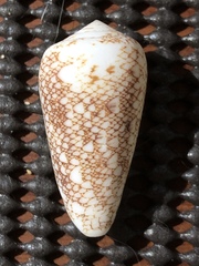 Conus omaria
