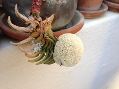 Crassula congesta