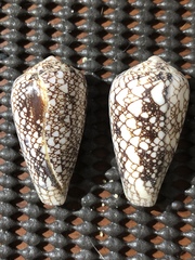 Conus omaria