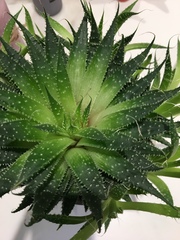 Haworthia