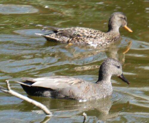 Ánade friso (Mareca strepera)