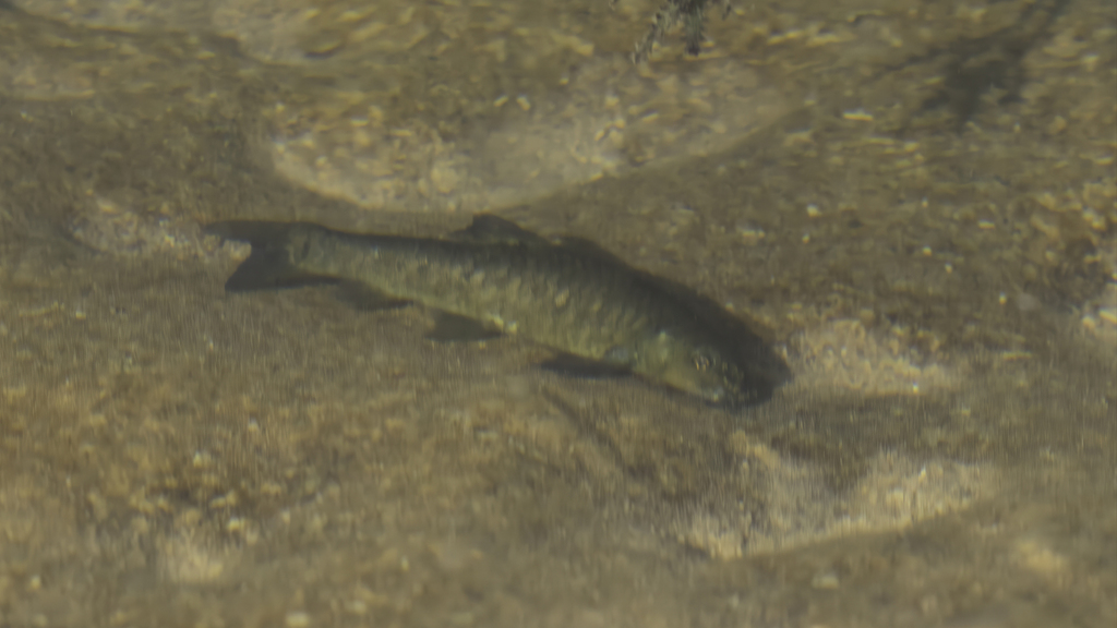 Garra gallagheri