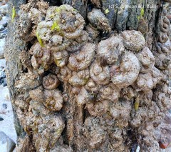Pyura doppelgangera