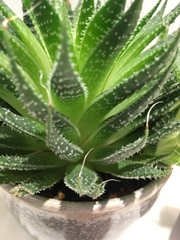 Haworthia
