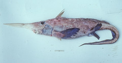 Pacific Spookfish photo 3