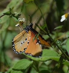 Danaus chrysippus dorippus