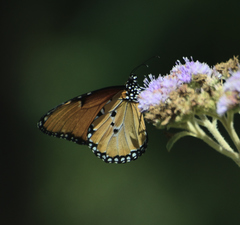 Danaus chrysippus dorippus