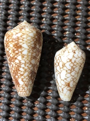 Conus omaria