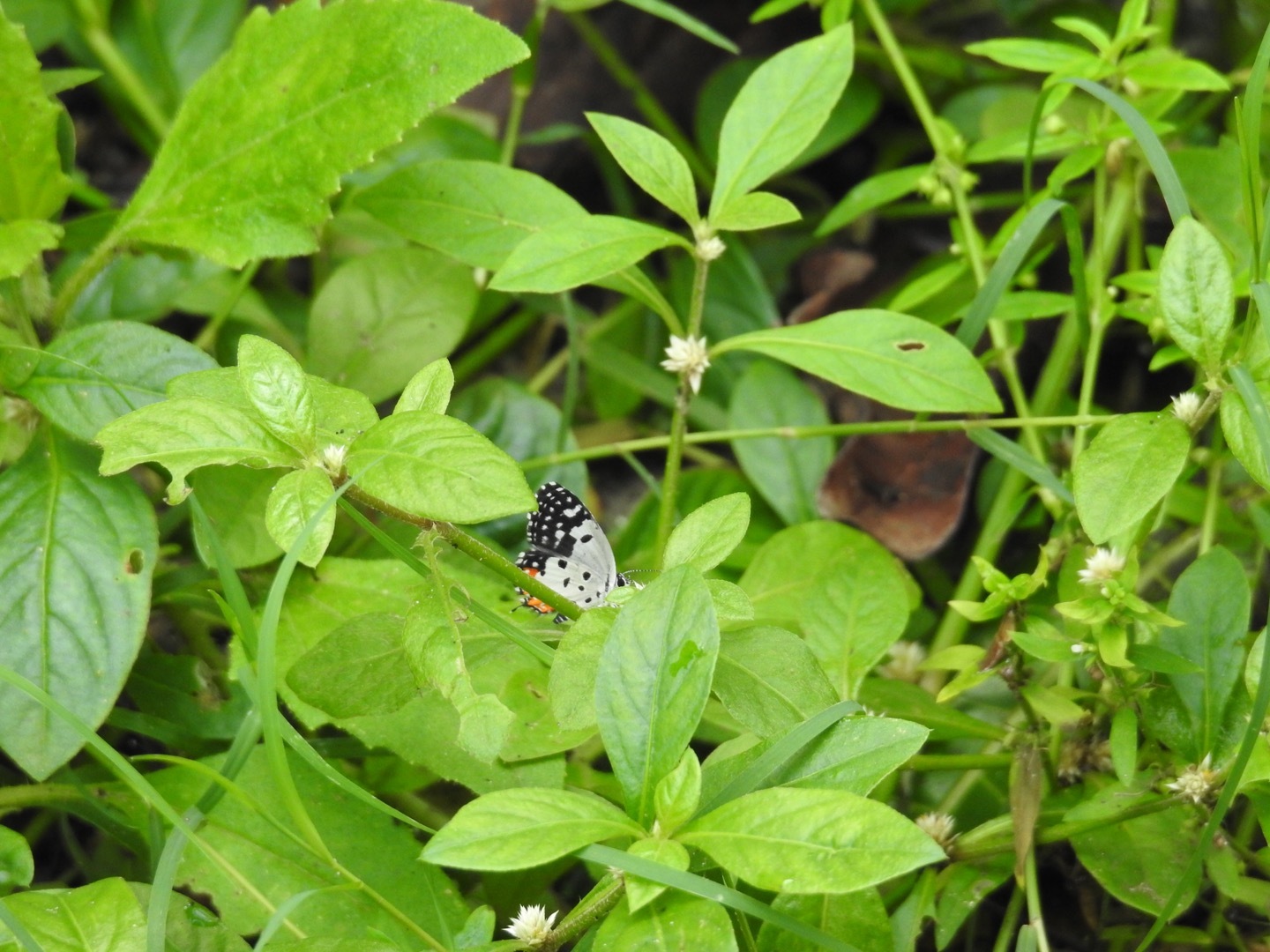 Red Pierrot