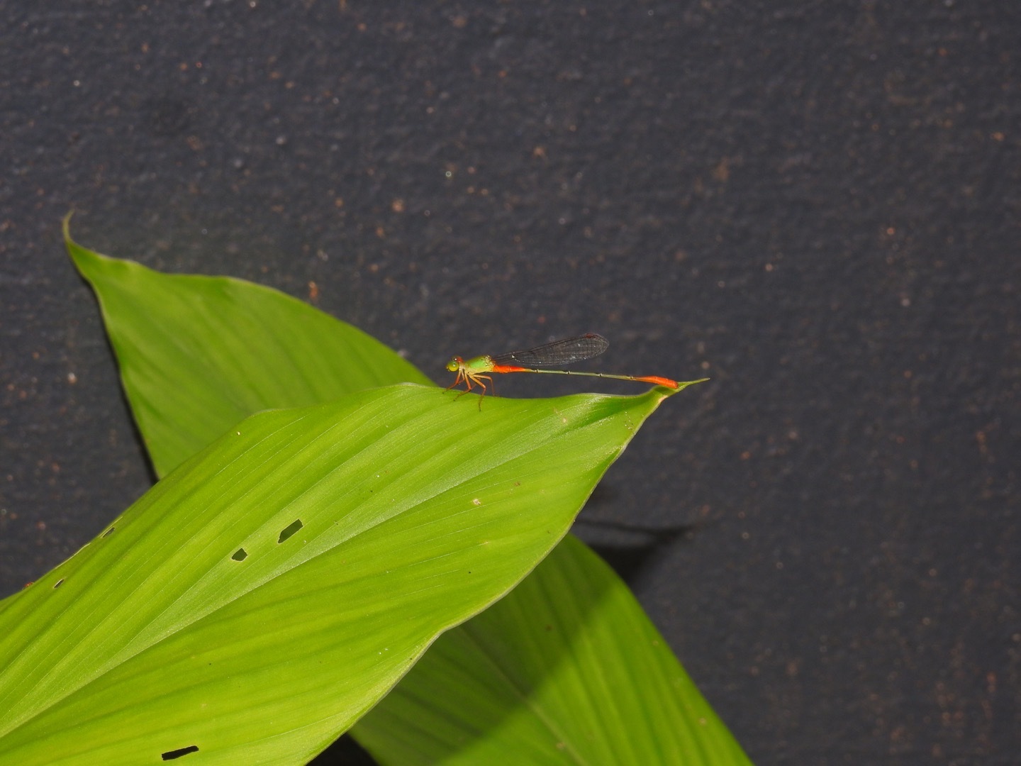 Orange-Tailed Marsh Dart