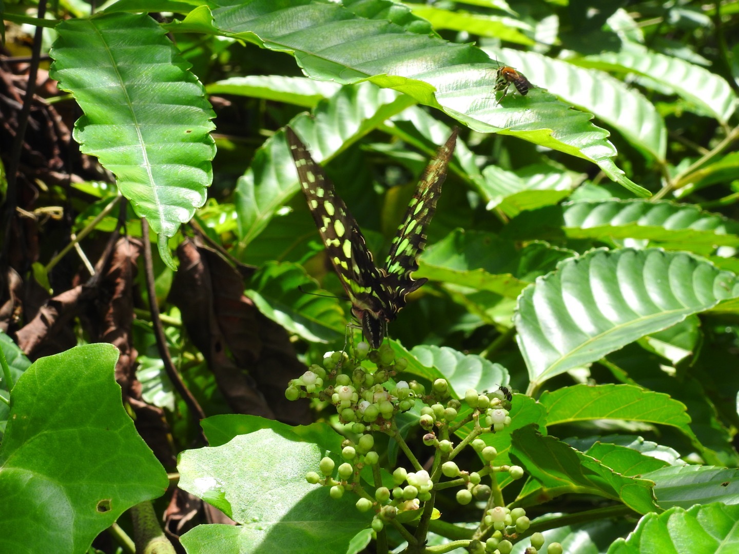 Tailed Jay
