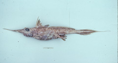 Narrownose Chimaera photo 3