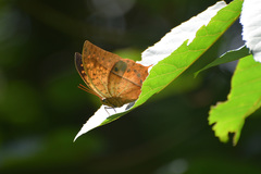 Charaxes varanes