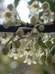 Melicytus macrophyllus
