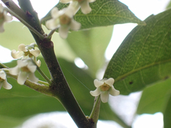 Melicytus macrophyllus
