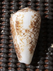 Conus omaria