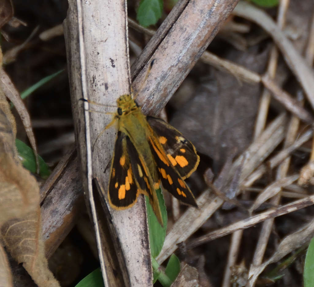 Orange-spotted Hopper