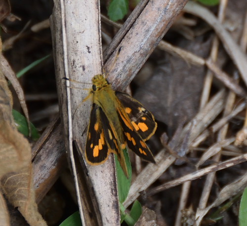 Orange-spotted Hopper