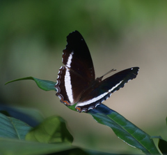 Eurytela hiarbas