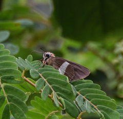 Coeliades forestan forestan