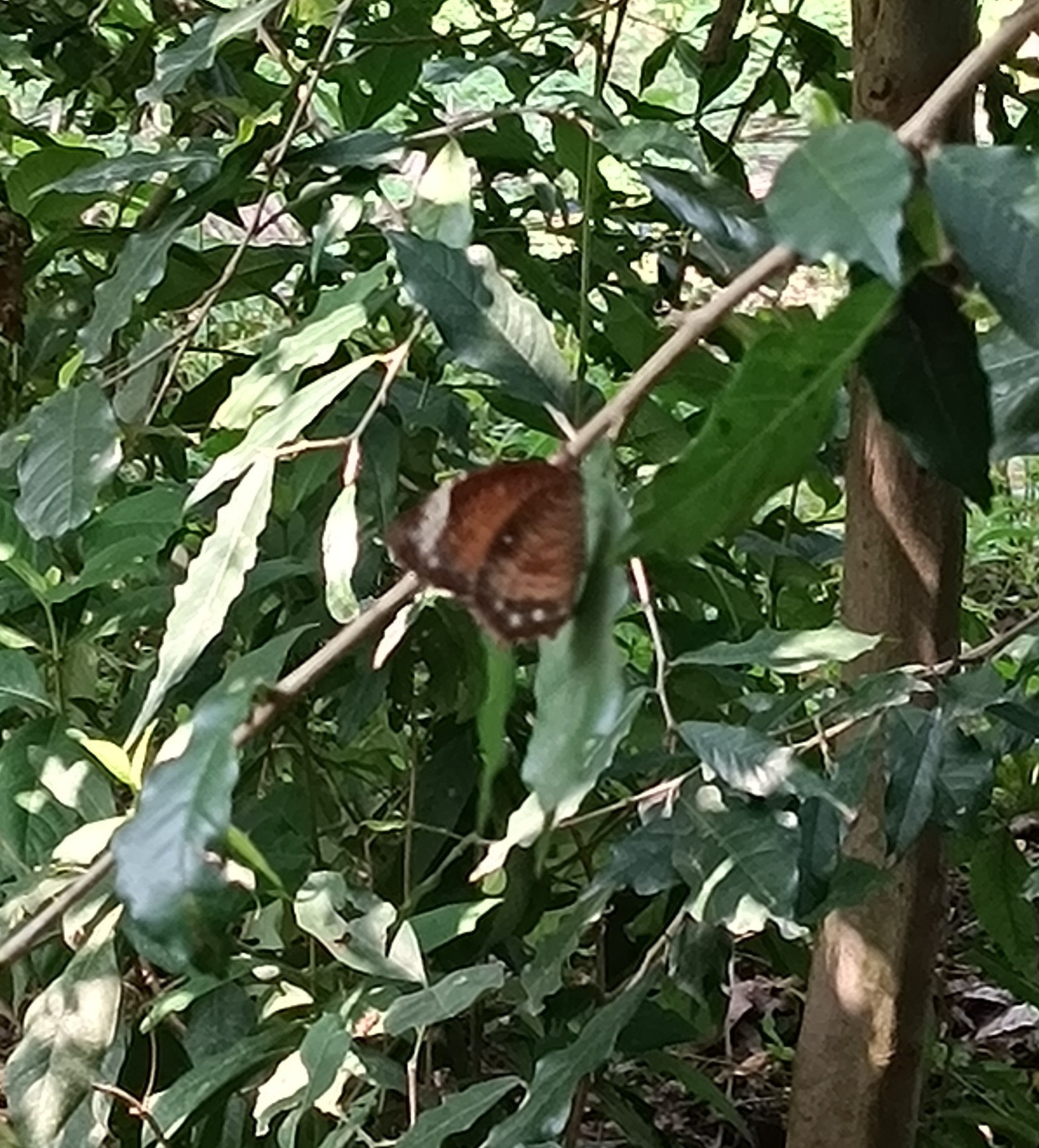 Common Palmfly