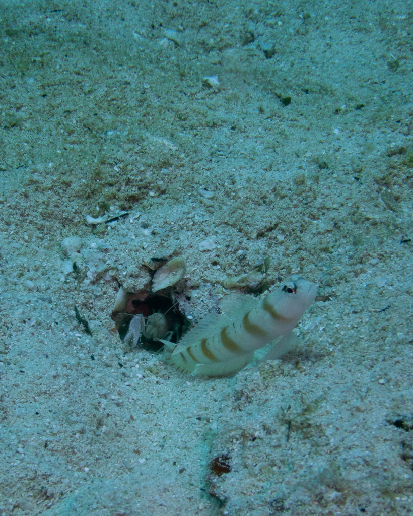 Eyebrow Goby