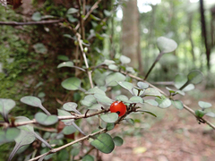 Coprosma spathulata