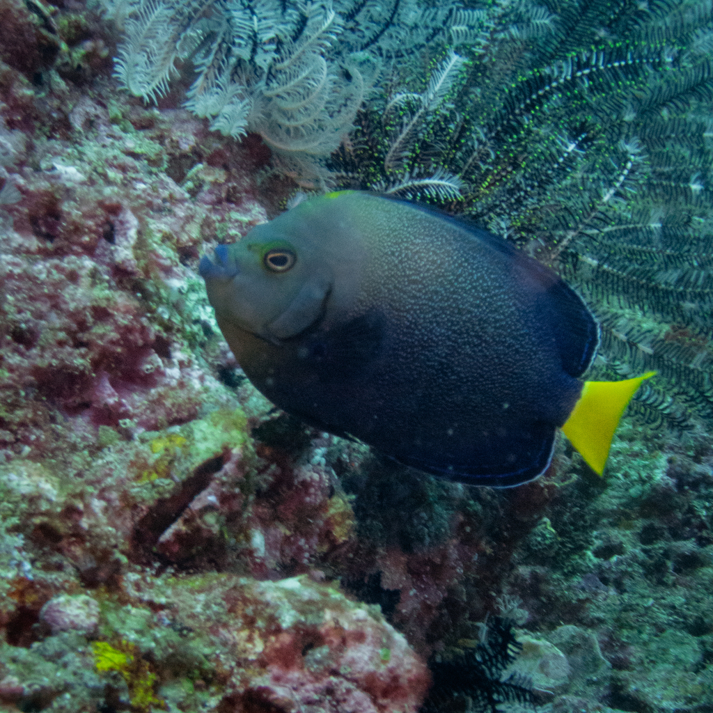 Blue-spotted Angelfish